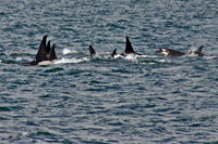 Orcas